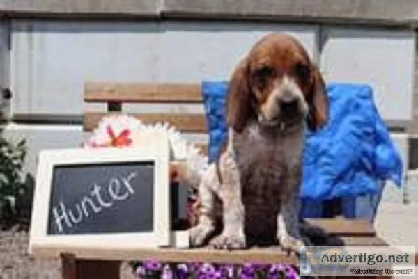 Hunter Male Redtick Coonhound