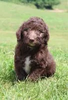 Dustin Male Mini Aussiepoo