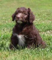 Drake Male Mini Aussiepoo