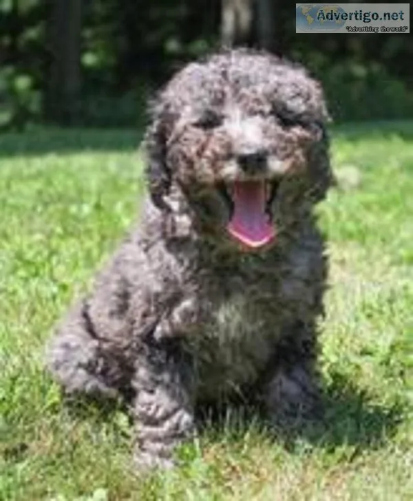 Bacardi Female F1b Mini Goldendoodle