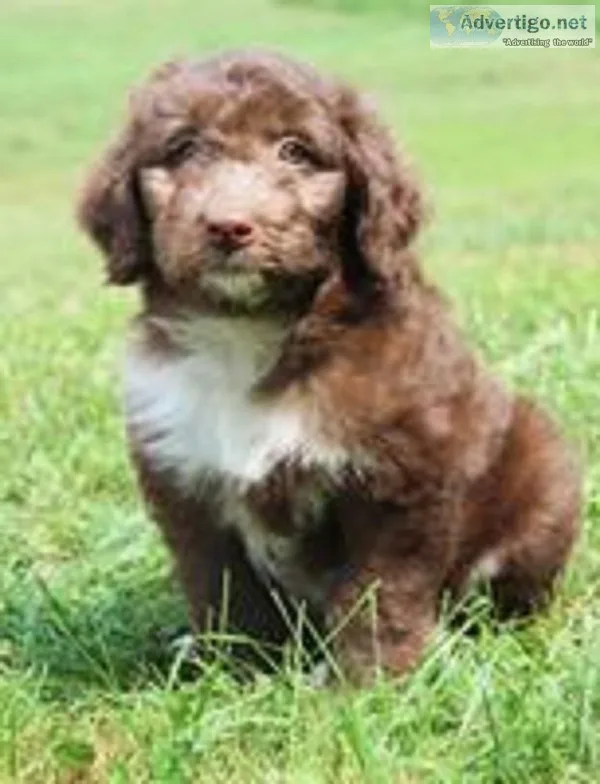 Dean Male Mini Aussiepoo