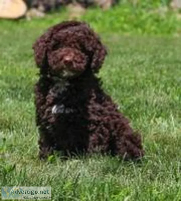 Brody Male F1b Mini Goldendoodle