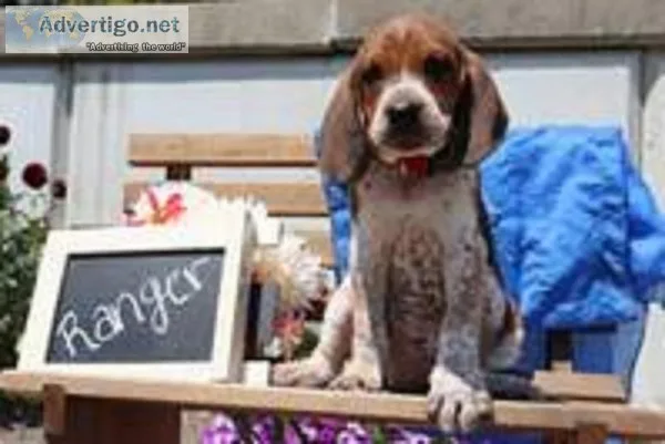 Ranger Male Redtick Coonhound