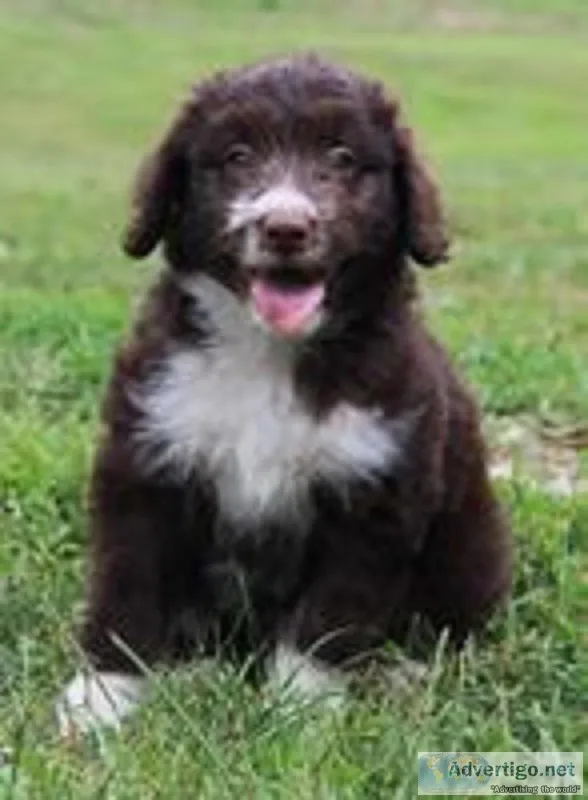 Daisy Female Mini Aussiepoo