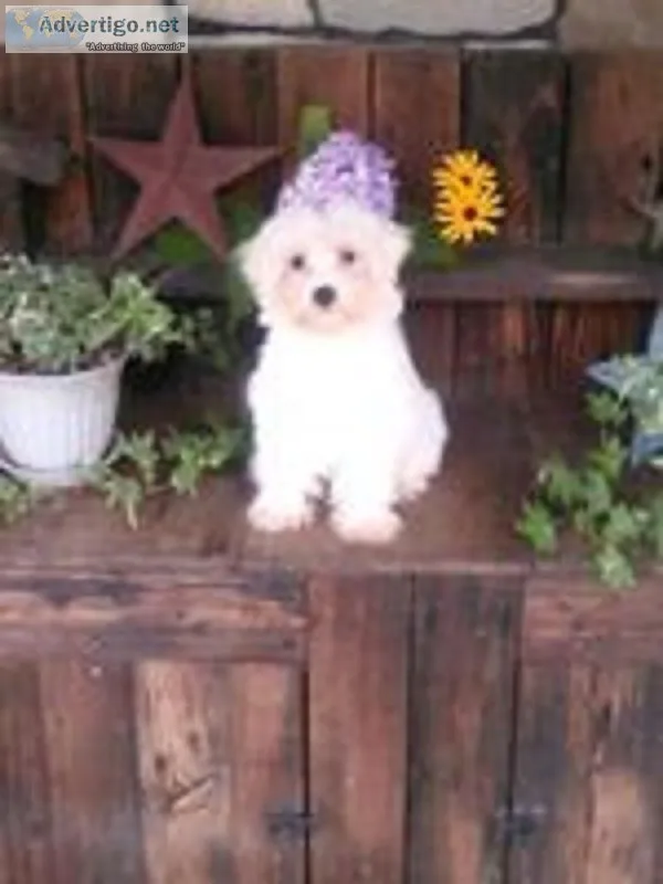 Snoopy Male Maltese Mix