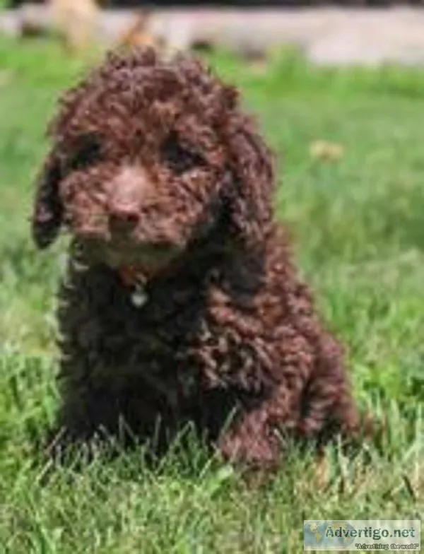 Bentley Male F1b Mini Goldendoodle