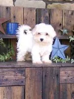 Ryan Male Maltese Mix