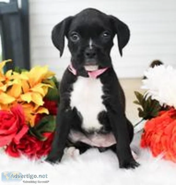 Posie Female Boxer