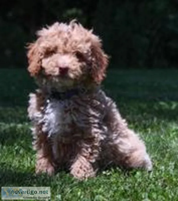Boron Male F1b Mini Goldendoodle