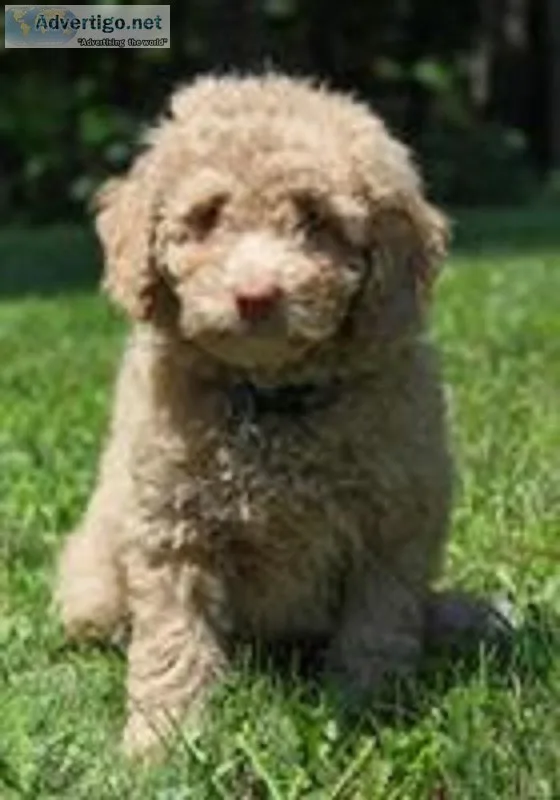 Bear Male F1b Mini Goldendoodle