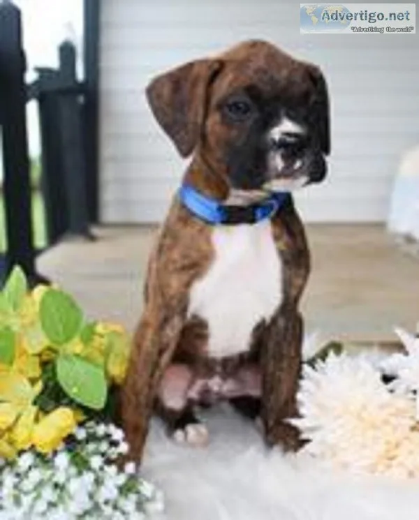 Pen Male Boxer