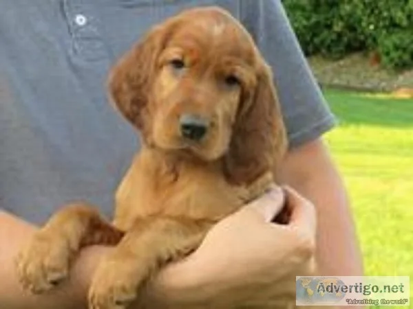 Bentley Male AKC Irish Setter