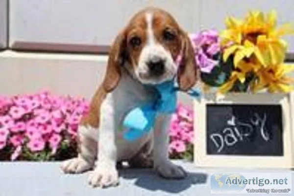 Daisy Female Redtick Coonhound