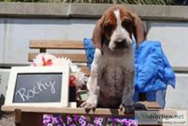 Rocky Male Redtick Coonhound