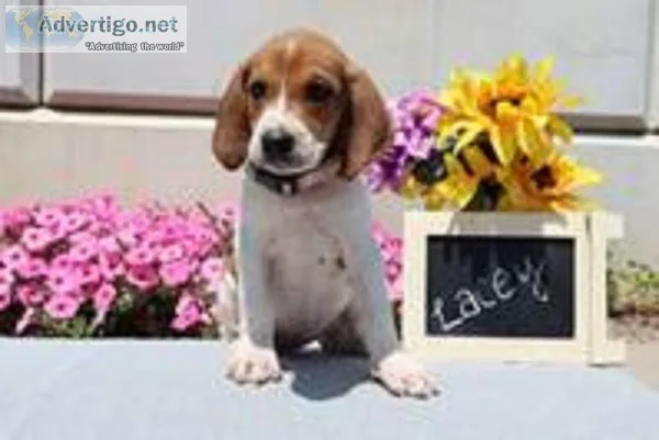 Lacey Female Redtick Coonhound