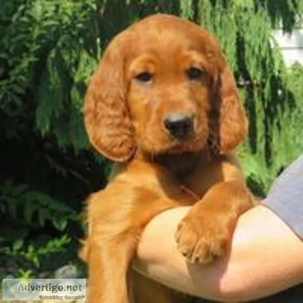 Toby Male AKC Irish Setter