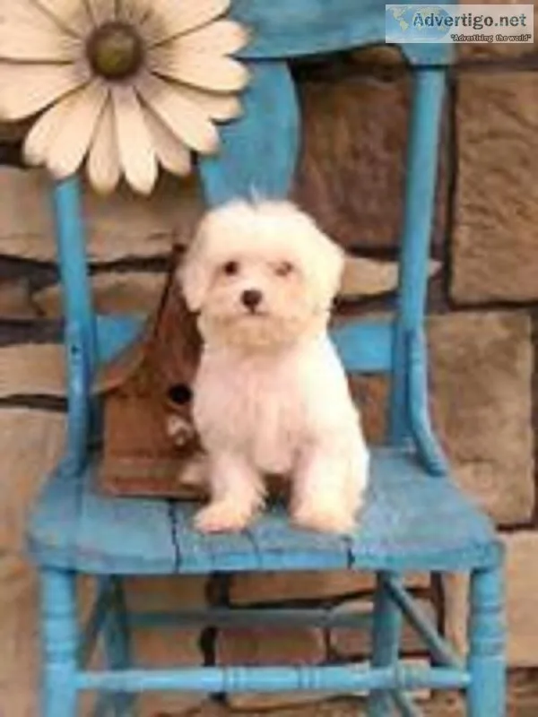 Dice Male Maltese Mix