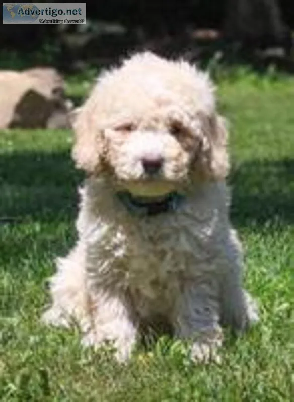 Benson Male F1b Mini Goldendoodle