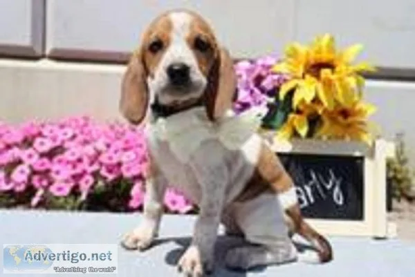 Carly Female Redtick Coonhound