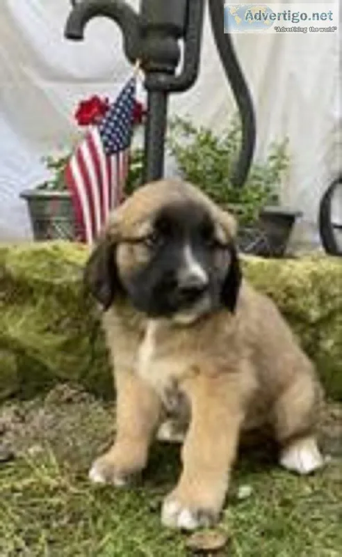 Daisey Female Saint Bernard Mix