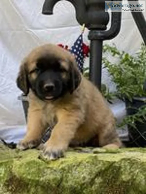 Delilah Female Saint Bernard Mix
