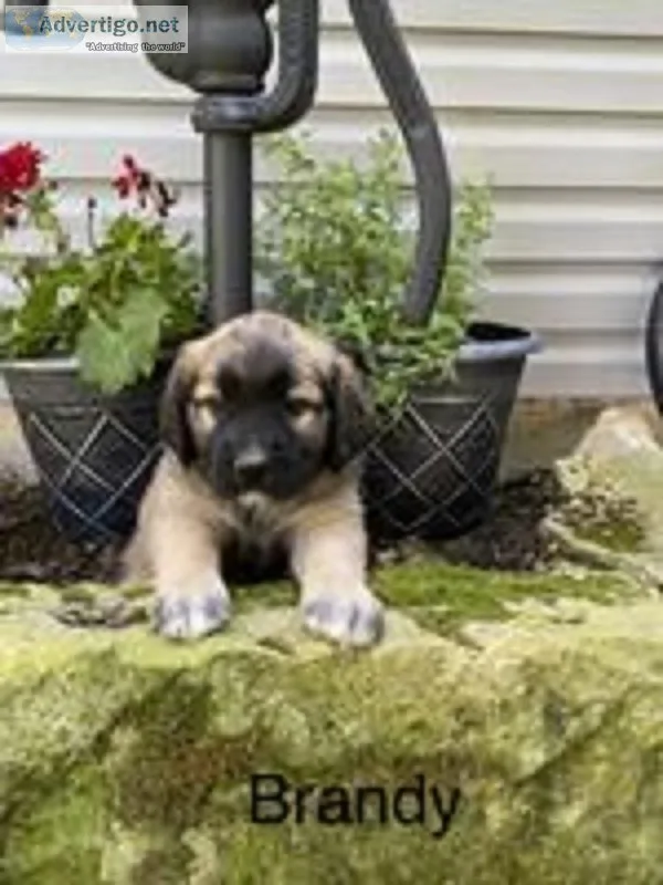 Brandy Female Saint Bernard Mix
