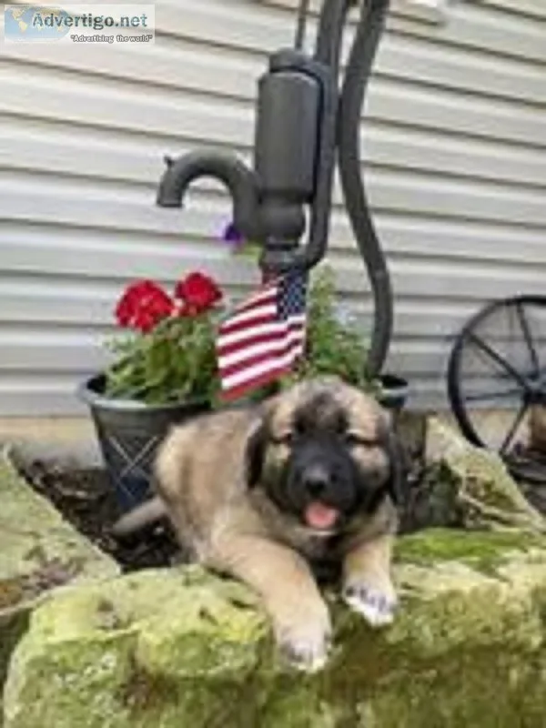 Tank Male Saint Bernard Mix
