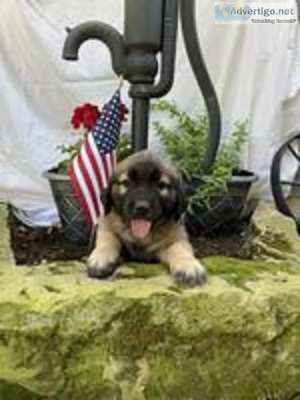 Roxy Female Saint Bernard Mix