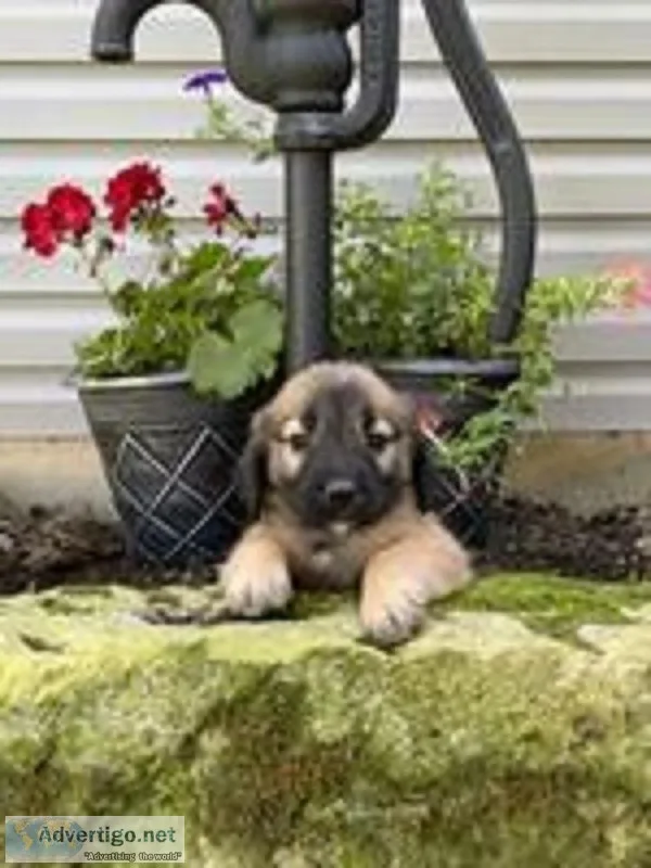Zoe Female Saint Bernard Mix