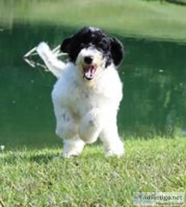 Faith Female F1b Sheepadoodle