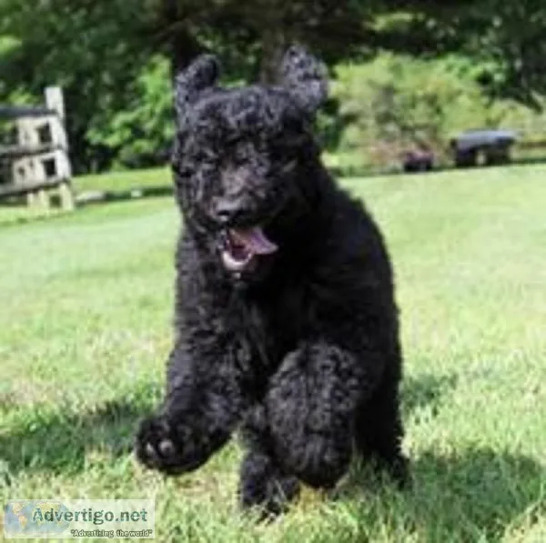 Maverick Male F1b Goldendoodle