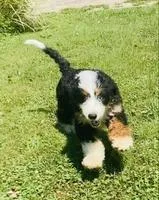 Astro Male Bernedoodle