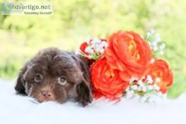 Colt Male Shihpoo