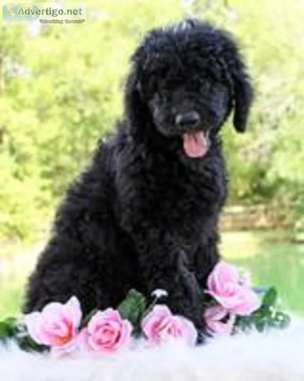 Jane Female F1b Goldendoodle