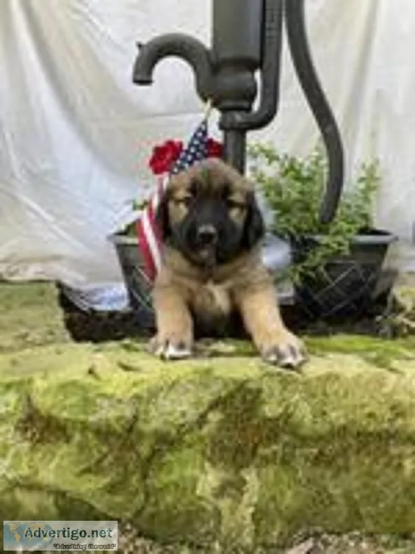 Trixie Female Saint Bernard Mix