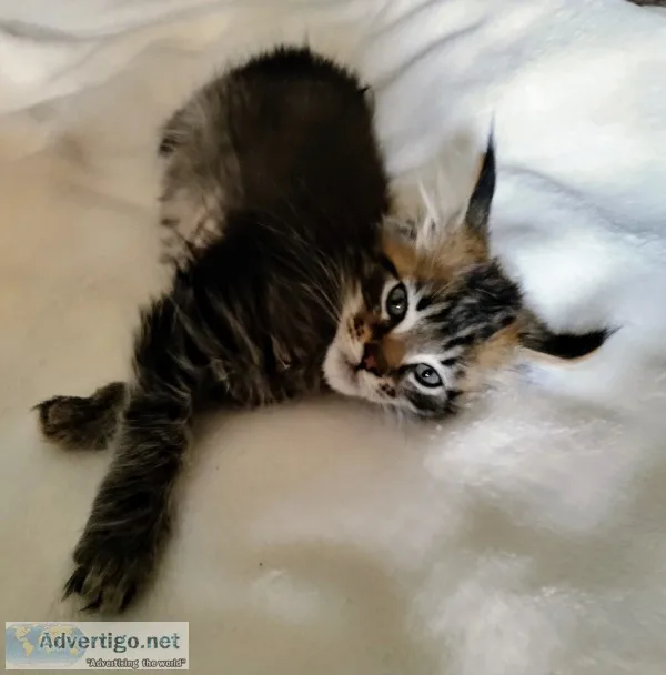 Purebred maine c--n kittens