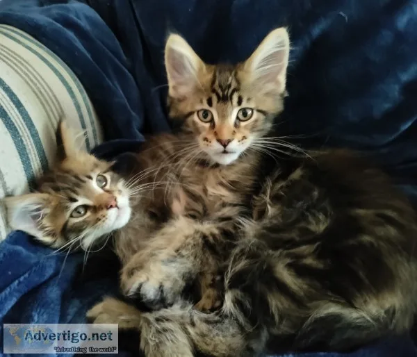 Purebred maine c--n kittens