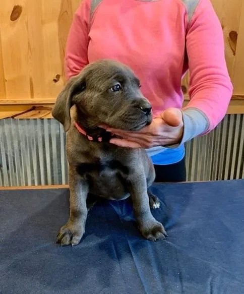 cane corso puppies