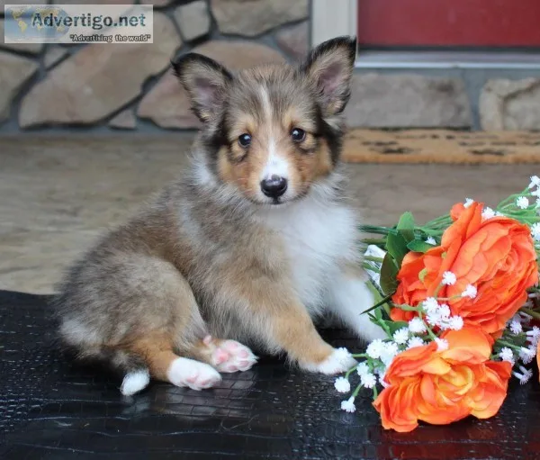 Azimoe Male ACA Mini Shetland Sheepdog
