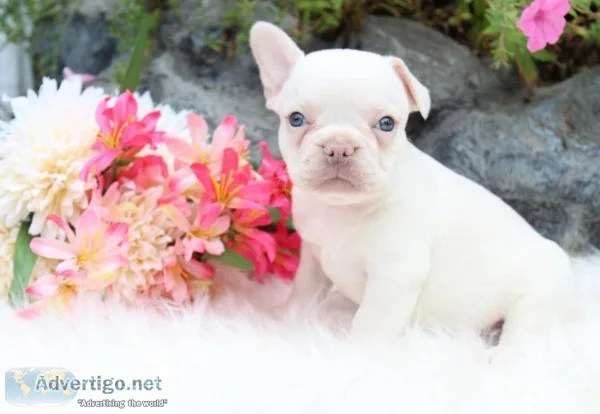Raven Female French Bulldog