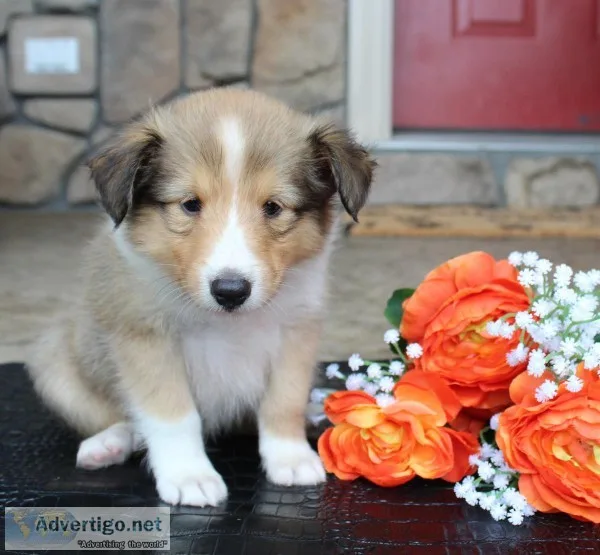 Edward Male ACA Mini Shetland Sheepdog
