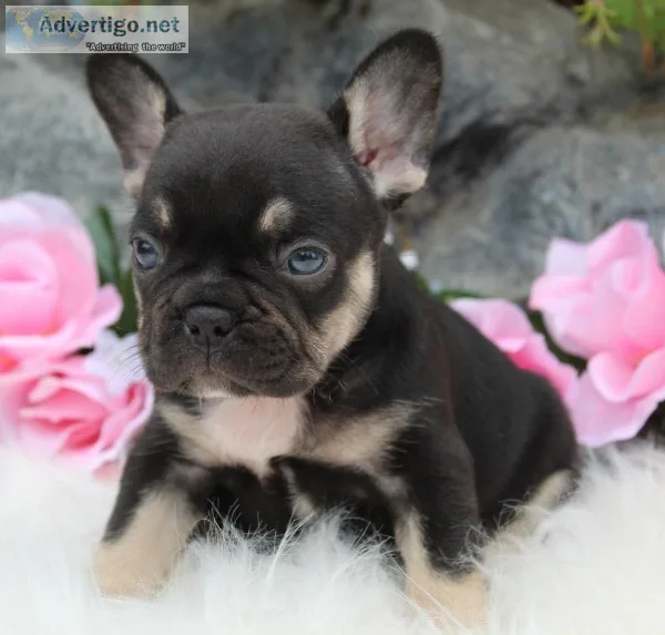 Fancy Female French Bulldog