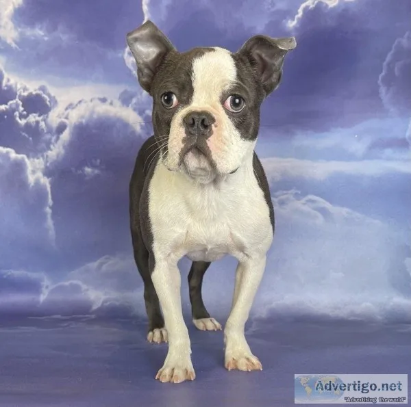 Grayson Male Boston Terrier