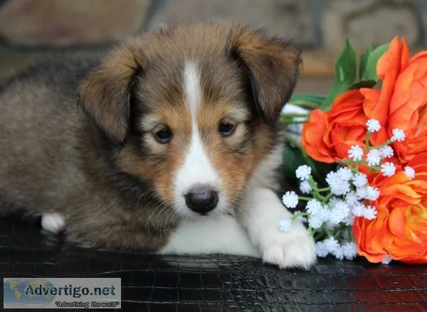 Zeus Male ACA Mini Shetland Sheepdog
