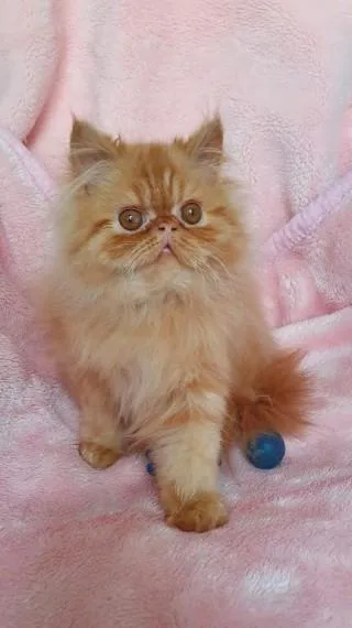 Persian Kitten For Sale