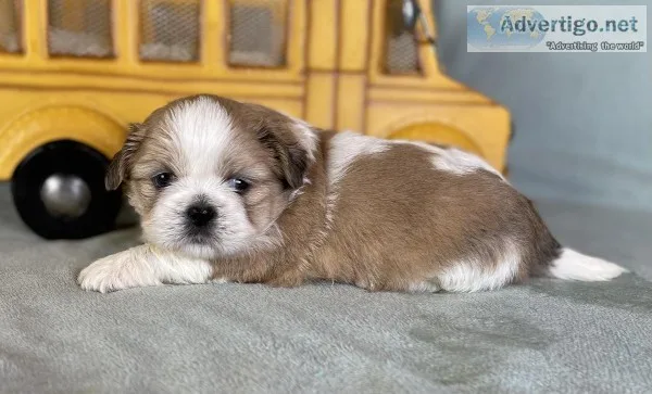 Walter Male ShihTzu