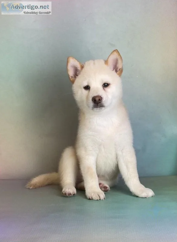 Tosh Male AKC Shiba Inu