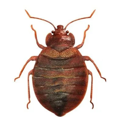 Pest Control Near Me by Sadguru Pest Control