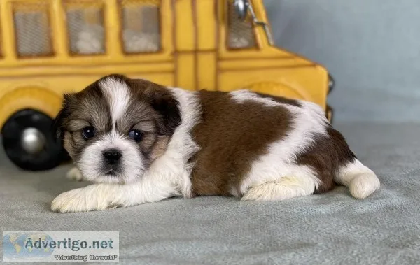 Tucker Male ShihTzu