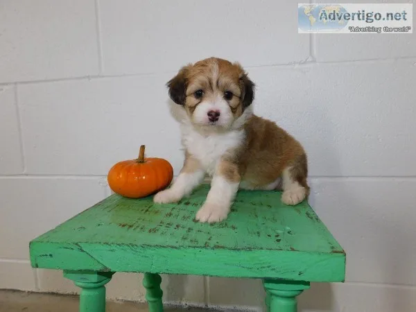 Naomi Female Mini Aussiepoo